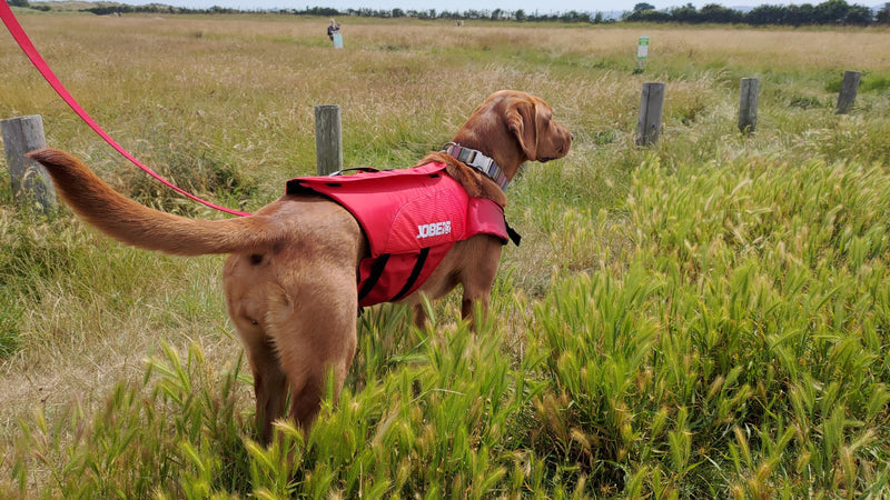 JOBE Pet Life Vest - Red - XL